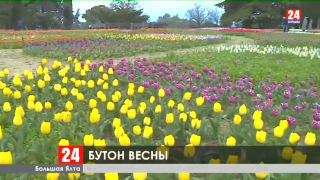 #Крым#Ялта.05 04 20г. ВПЕРВЫЕ БЕЗ ЗРИТЕЛЕЙ. ПАРАД ТЮЛЬПАНОВ.#никитскийботаническийсад