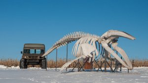 Скелеты китов рядом?