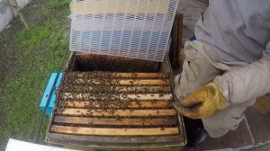 Вывод маток от А  Стрельца Начало