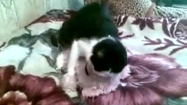 Кот Еврик его любимая игрушка смотреть онлайн