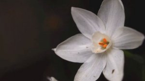 First Paperwhites 2013 (Narcissus papyraceus) Photo Montage