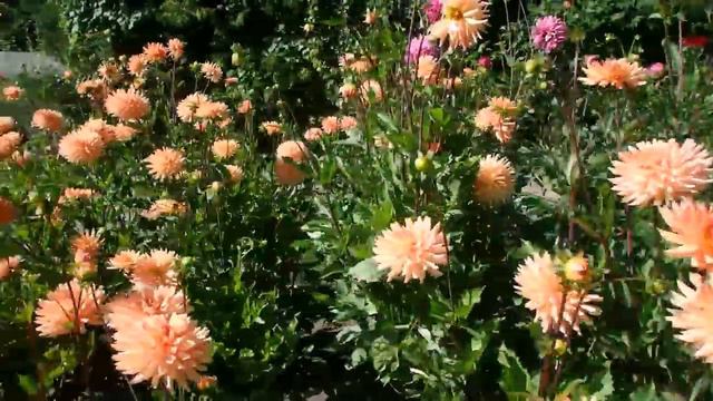 про георгины и просто поговорить... смотреть онлайн