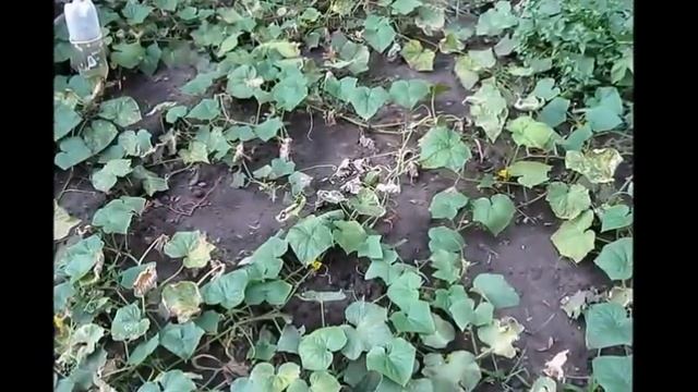 ВЫРАЩИВАЕМ РАССАДУ ИЗ  ПАСЫНКОВ ОГУРЦОВ смотреть онлайн