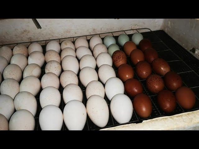 Птичьи дела, инкубатор, яйца, терморегулятор...