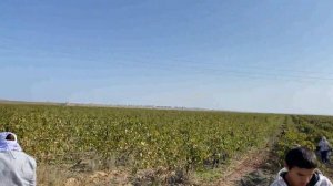 СБОР ВИНОГРАДА ДАКНИСА ДАГЕСТАН