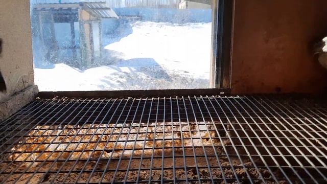 Лысый цыпленок, встретилась с таким впервые смотреть онлайн