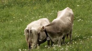 Фрагмент из фильма "Молодость" Паоло Соррентино