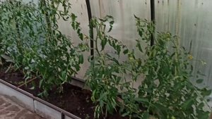 Дебекирование клюва у мулардов! Что у нас происходит 😅