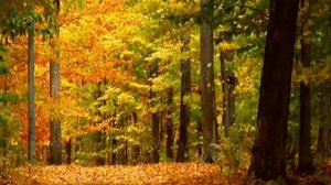 Откровения Новой Лемурии. ТЕЛОС книга 1 Часть первая.  2004