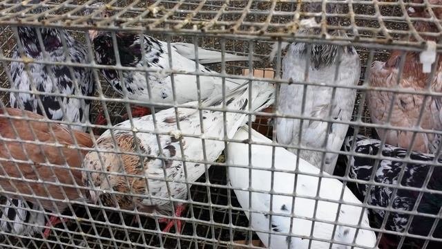 Птичий рынок - 01. 11. 2020 г. Ставрополь. Bird Market - 01. 11. 2020. Stavropol.