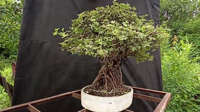 Бонсай лапчатка смотреть онлайн