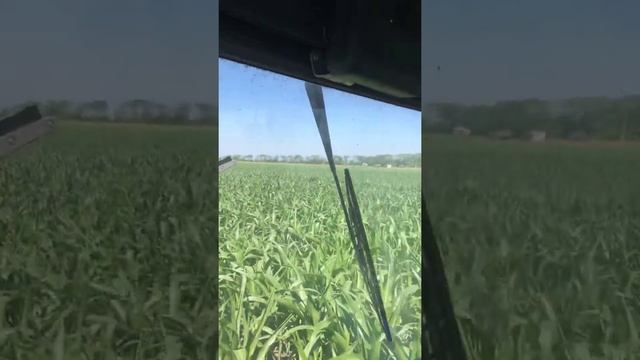 Сахарная Кукуруза 2021(Добрыня, Оверленд, Роттердам)