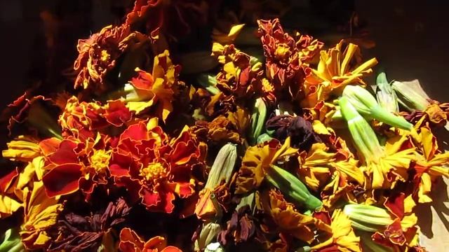 Съедобные цветы Как есть бархатцы Для орлиного зрения смотреть онлайн