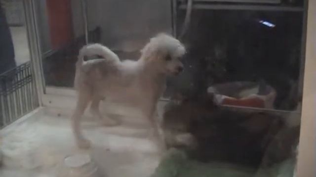 2013_01_13 Лыжи на Планерной смотреть онлайн