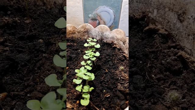 micro greens - green basil after 14 days with speed 1000x #timelapse #60fps #microgreens #basil