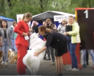 Самоед самая ласковая собака, лизал лицо судье, видео выставка собак в Великом Новгороде
