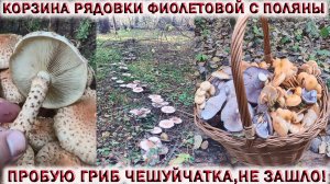 ?КОРЗИНА РЯДОВКИ ФИОЛЕТОВОЙ С ОДНОЙ ПОЛЯНЫ.?ПРОБУЮ ГРИБ ЧЕШУЙЧАТКА?НЕ ЗАШЛО! Грибы Подмосковья