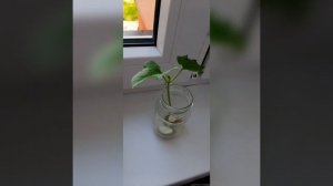 Как вырастить фасоль в домашних условиях |  фасолька на подоконнике |
