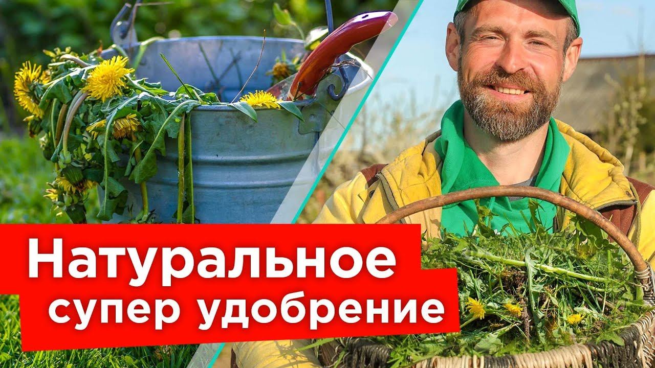 ЛУЧШЕ НАВОЗА И БЕСПЛАТНО! Как сделать ценное удобрение из сорняков своими руками?