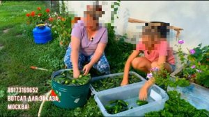 Лайфхак от святой навозной королевы Дианы Строгой - солим грязные огурцы!