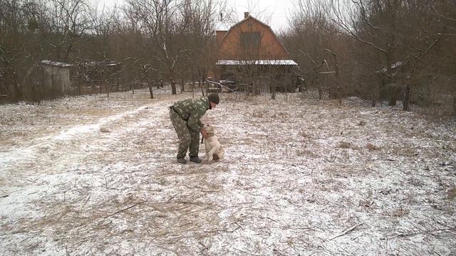 Алабай 4мес Чара отработка команды ко мне смотреть онлайн