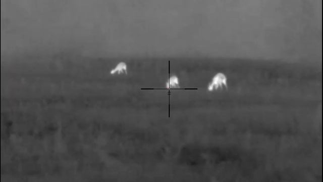 Pulsar Thermion XM38 косули смотреть онлайн