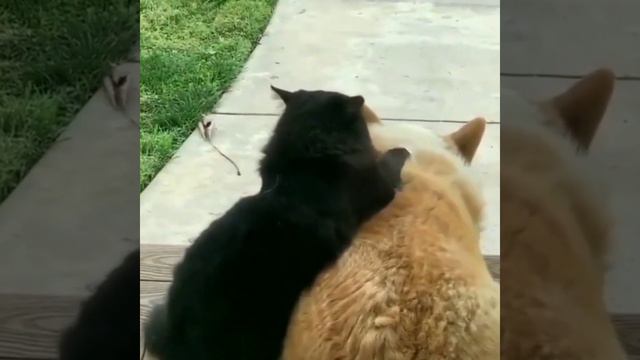 Подборка милых животных #1 смотреть онлайн