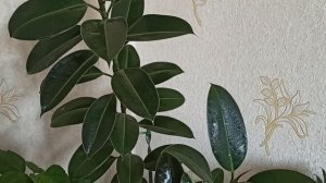Формирую Каучуконосный фикус.