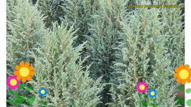 Можжевельник обыкновенный Компресса. Краткий обзор, описание juniperus communis Compressa смотреть онлайн