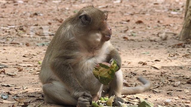 Old Video About Sweetpea Before Apsara Authority Remove All Monkeys From Bayon Temple Area.