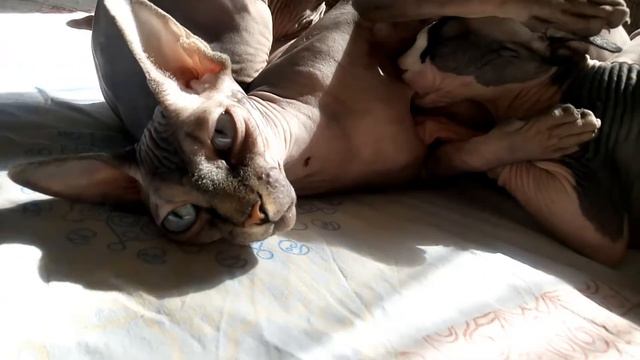 Мамка -кошка кормит взрослых котят.
