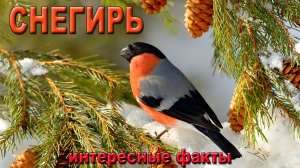 Снегирь, интересные факты.