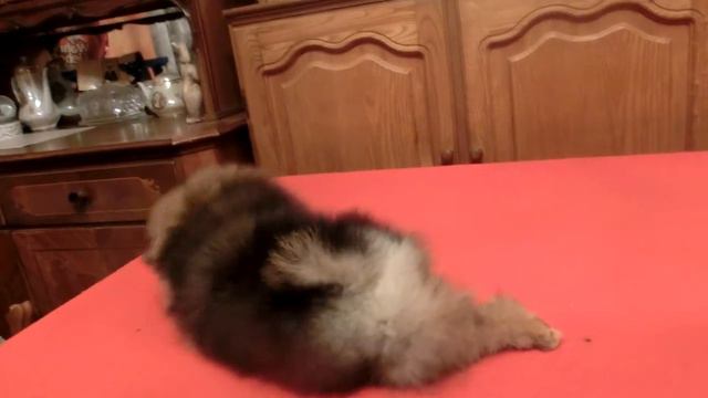 Олита де Люкс Князь Волхонский смотреть онлайн