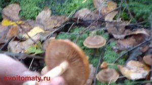 Грибы паутинники