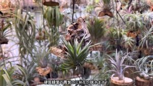 2022年2月24日　育成中のTillandsia ネグレクタ特集 VOL.22　　Tillandsia Neglecta Special Feature VOL.22