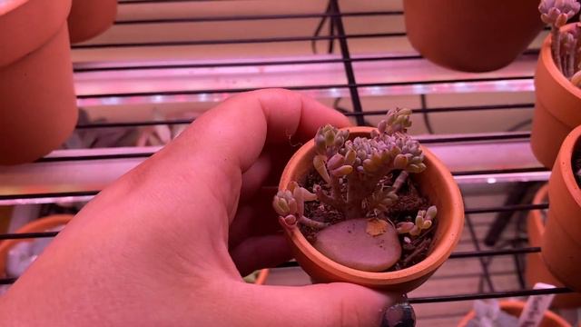 Succulent Collection 2020 - Rare Varieties смотреть онлайн