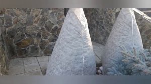 укрываем туи на зиму