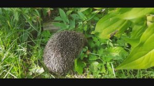 Ежик на даче