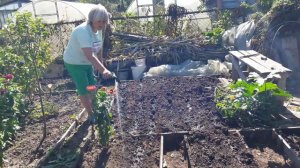 Люпин хороший  сидератор.2020год дача.Сажаем люпин.