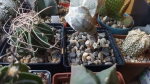 Семена кактусов. Первый Урожай. Уход за кактусом.