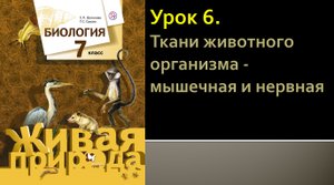 Урок 6. Ткани животного организма - мышечная и нервная