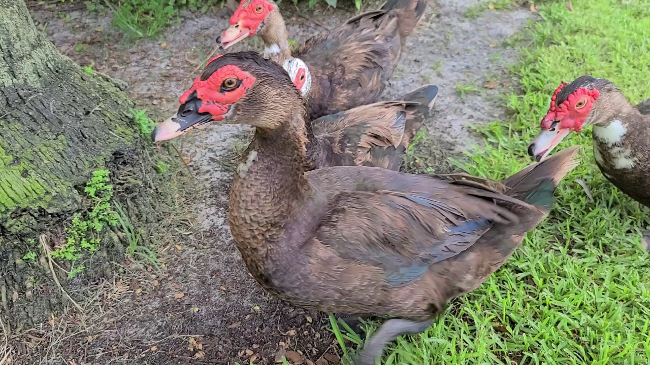 Голоса Птиц Как поёт Мускусная Утка Звуки Птиц/Bird Voices As the Musk Duck Sings Bird
