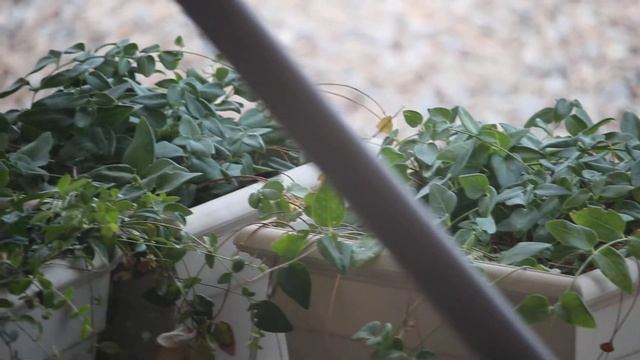 The Mischievous Cactus Wren смотреть онлайн