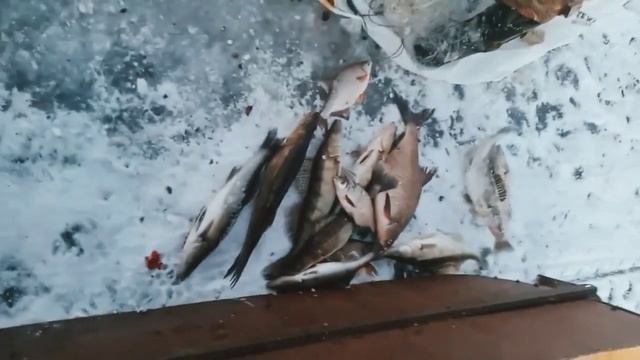 Проверка сетей Январь 2022. Зимняя рыбалка смотреть онлайн