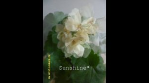 Pelargonium First Yellow Improved