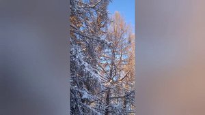 Охота на белку зимой из гладкоствольного ружья мц21-12. Лютый мороз -47градусов.