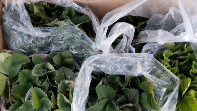 Упаковка саженцев клубники земляники/Купить саженцы доставка Новая Почта