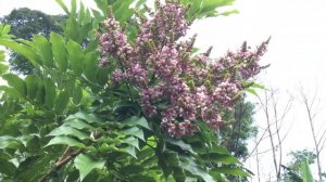 Декоративное дерево моего сада