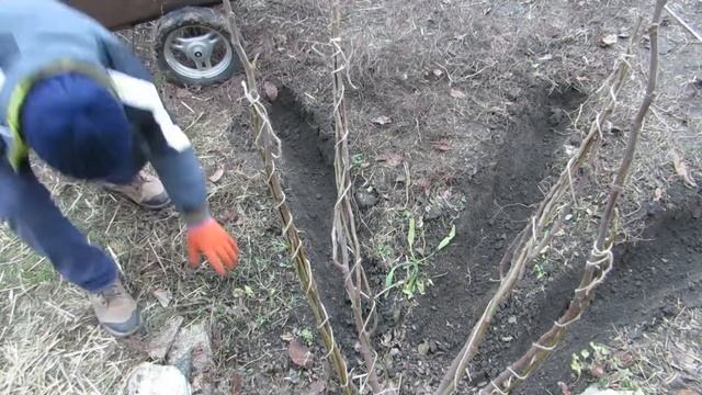Как укрыть инжир.