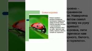 "Насекомые луга" для ДОУ